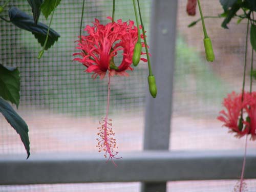 �t�E�����u�b�\�E�Q�A�炭�₱�̉Ԋ�