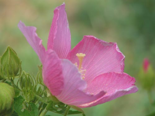 �t���E�A���s�ߌ��Βn����