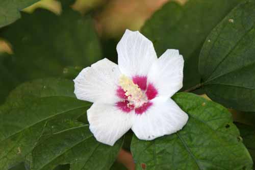 �t���E�A���s�ߌ��Βn����