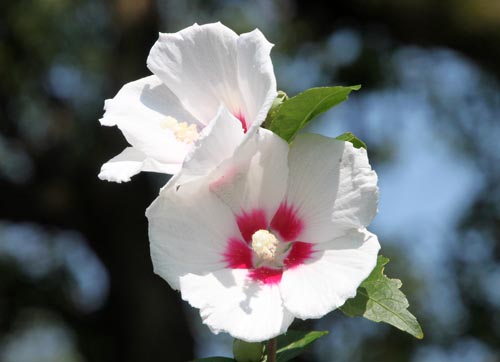 �t���E�A���s�ߌ��Βn����