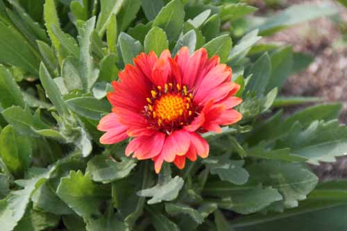 �K�C�����f�B�A�A�炭�₱�̉Ԋ�