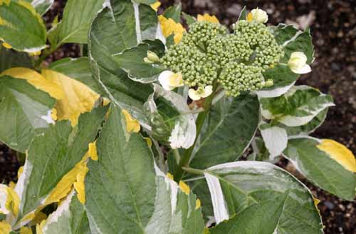 �K�N�A�W�T�C�E�g���R�����A�炭�₱�̉Ԋ�