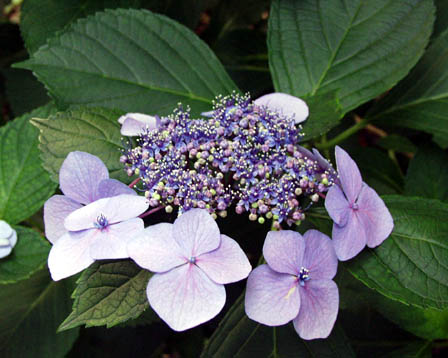 �K�N�A�W�T�C�A�炭�₱�̉Ԋ�