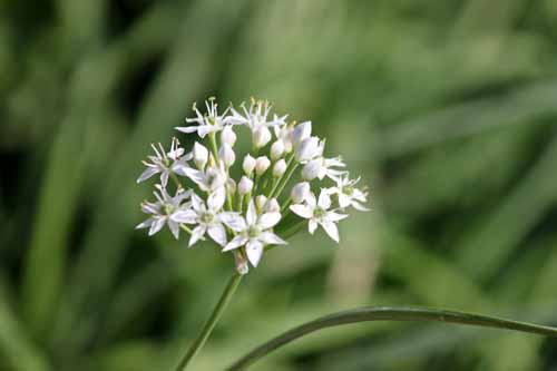 �K�[���b�N�E�`���C�u�A�炭�₱�̉Ԋ�