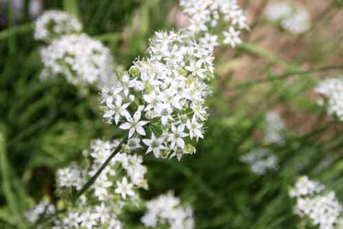 �K�[���b�N�E�`���C�u�A�炭�₱�̉Ԋ�