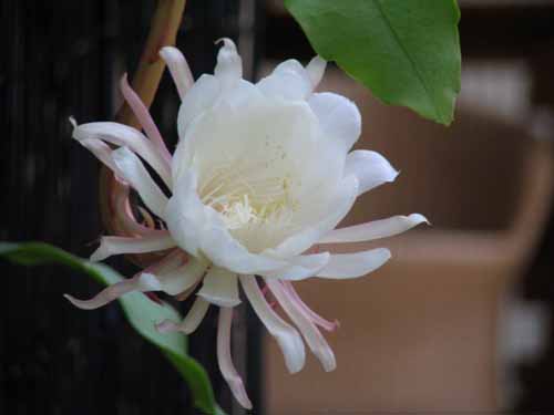 �Q�b�J�r�W���A�炭�₱�̉Ԋ�