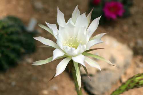 �Q�b�J�r�W���A�炭�₱�̉Ԋ�