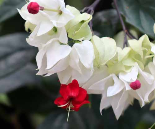 �Q���y�C�N�T�M�A�炭�₱�̉Ԋ�