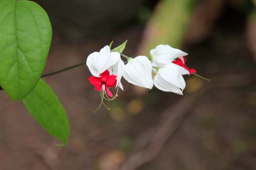 �Q���y�C�N�T�M�A�炭�₱�̉Ԋ�