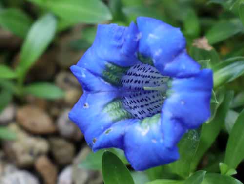 �Q���`�A�i�E�A�R�[���X�A�炭�₱�̉Ԋ�