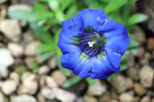 �Q���`�A�i�E�A�R�[���X�A�炭�₱�̉Ԋ�