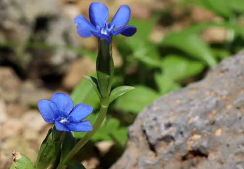 �Q���`�A�i�E�x���i�A�炭�₱�̉Ԋ�