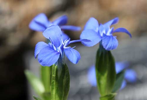 �Q���`�A�i�E�x���i�A�炭�₱�̉Ԋ�