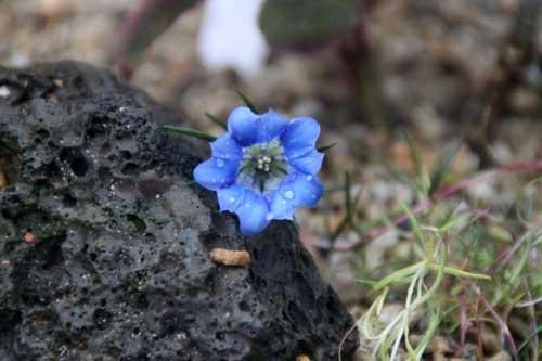 �Q���`�A�i�E�V�m�I���i�[�^�A�炭�₱�̉Ԋ�