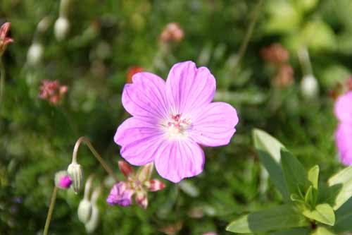 �Q���j�E���E�C���J�i���A�炭�₱�̉Ԋ�