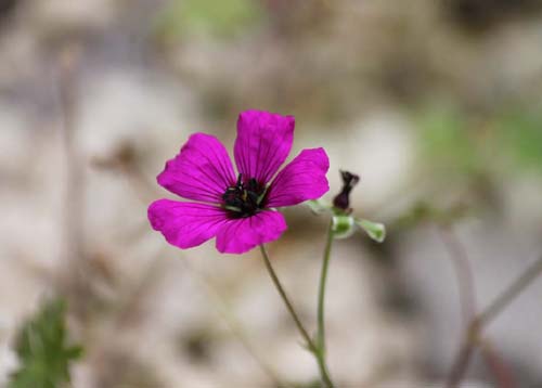 �Q���j�E���E�L�l���E���A�炭�₱�̉Ԋ�