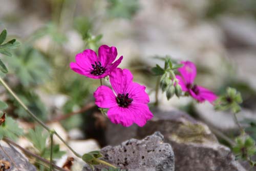 �Q���j�E���E�L�l���E���A�炭�₱�̉Ԋ�