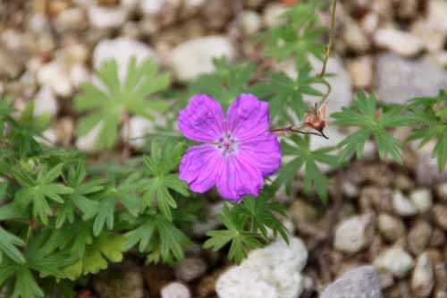 �Q���j�E���E�T���M�l�E���A�炭�₱�̉Ԋ�