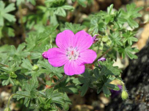 �Q���j�E���E�T���M�l�E���A�炭�₱�̉Ԋ�