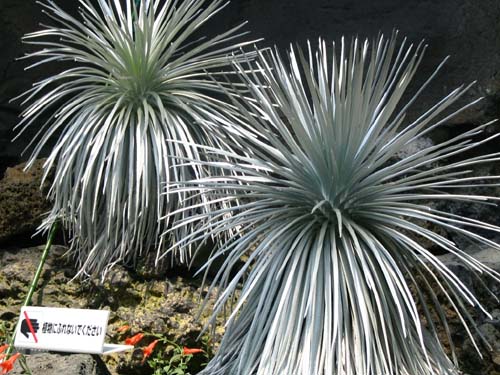 �M���P���\�E�A�炭�₱�̉Ԋ�