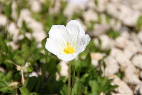 �M���p�C�\�E�A�ߌ��Βn����