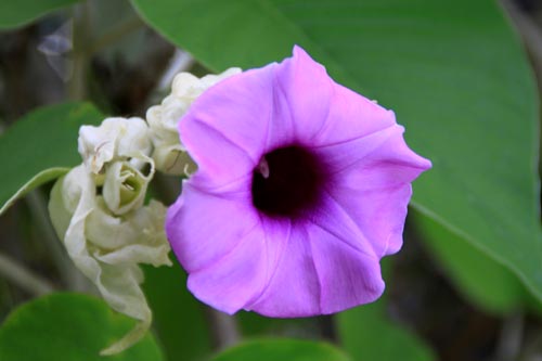 �M�����E�A�T�K�I�A�炭�₱�̉Ԋ�