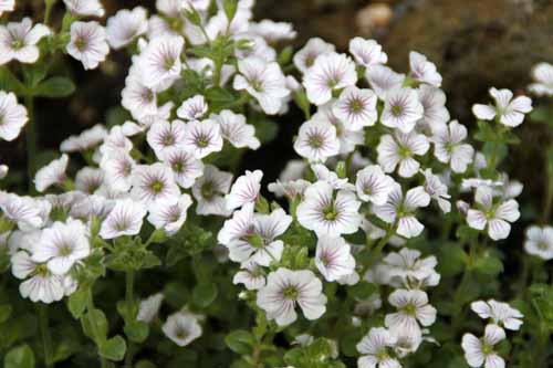 �M�v�\�t�B�� �炭�₱�̉Ԋ�