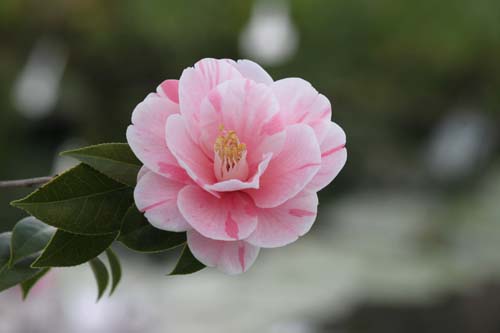 ���u�c�o�L�@�S�V�L�`���c�o�L�A�炭�₱�̉Ԋ�