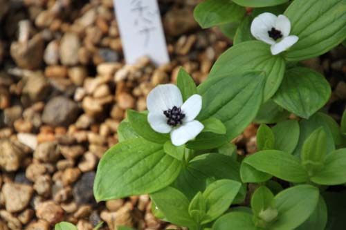 �S�[���^�`�o�i�A�ߌ��Βn����