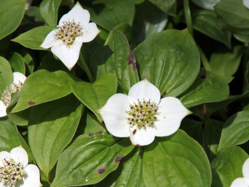 �S�[���^�`�o�i�A�ߌ��Βn����