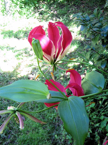 �O�����I�T