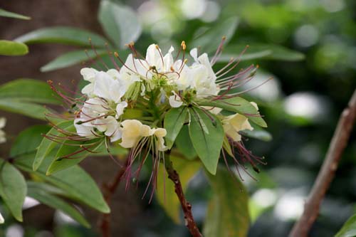 �M���{�N�A�炭�₱�̉Ԋ�