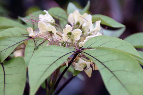 �M���{�N�A�炭�₱�̉Ԋ�