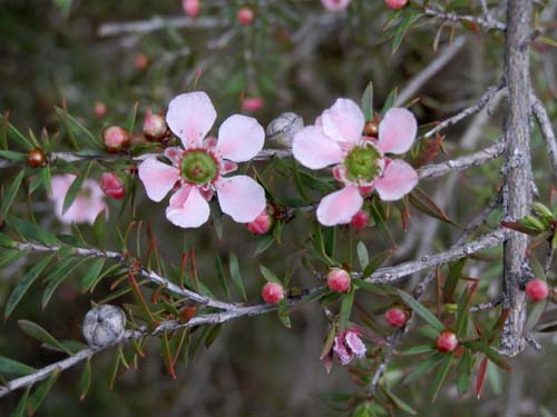 �M���E�����E�o�C�A�炭�₱�̉Ԋ�