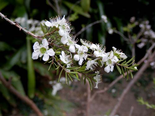 �M���E�����E�o�C�A�炭�₱�̉Ԋ�