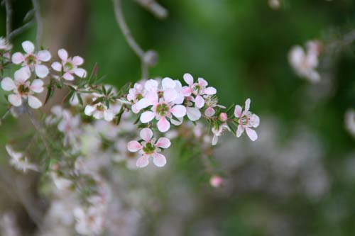 �M���E�����E�o�C�A�炭�₱�̉Ԋ�