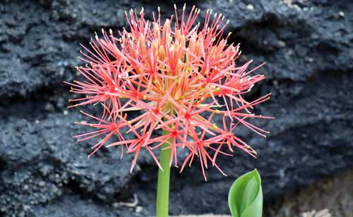 �n�G�}���T�X�E�����`�t�����X�A�炭�₱�̉Ԋ�