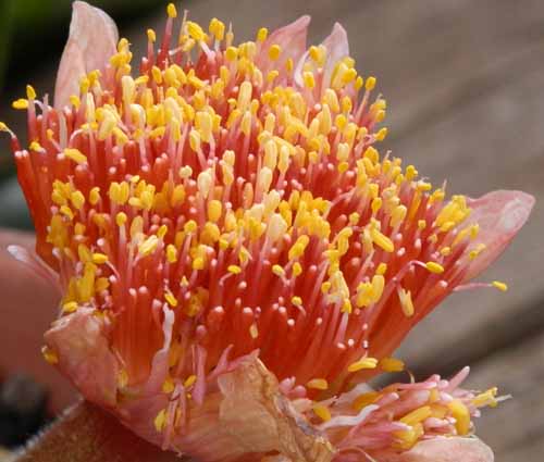 �n�G�}���T�X�A�炭�₱�̉Ԋ�