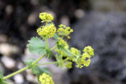 �n�S�����O�T�A�炭�₱�̉Ԋ�