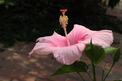 �n�C�r�X�J�X�A�炭�₱�̉Ԋ�