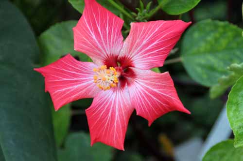 �n�C�r�X�J�X�A�炭�₱�̉Ԋ�