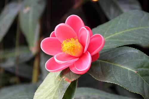 �n�C�h�D���c�o�L�A�炭�₱�̉Ԋ�