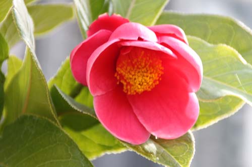 �n�C�h�D���c�o�L�A�炭�₱�̉Ԋ�