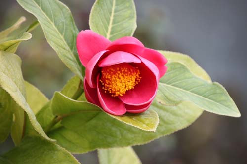 �n�C�h�D���c�o�L�A�炭�₱�̉Ԋ�