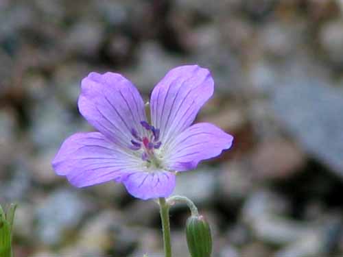 �n�N�T���t�E���A�炭�₱�̉Ԋ�