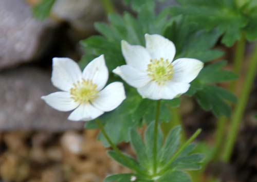 �n�N�T���C�`�Q�A�炭�₱�̉Ԋ�