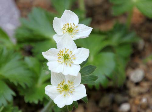 �n�N�T���C�`�Q�A�炭�₱�̉Ԋ�