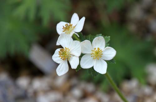 �n�N�T���C�`�Q�A�炭�₱�̉Ԋ�