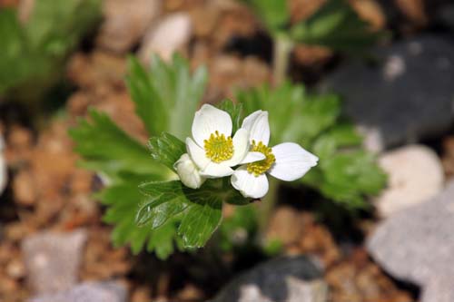 �n�N�T���C�`�Q�A�炭�₱�̉Ԋ�