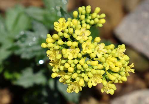 �n�N�T���I�~�i�G�V�A�炭�₱�̉Ԋ�